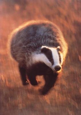 467237-badger.jpg