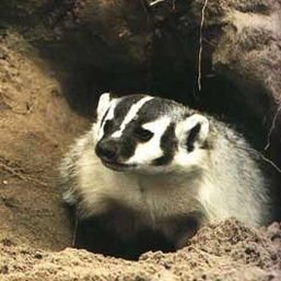 badger1_profile_page.jpg